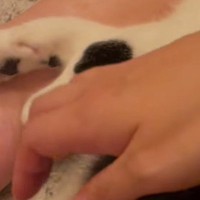 『足元でくつろぐ猫』を撫でようと手を伸ばしたら…次の瞬間→『予想外すぎる行動』に爆笑の声「ノールックでｗ」「素晴らしいｗ」
