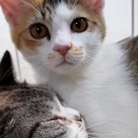 昼は子猫たちを優しく見守る先住猫、夜になると……微笑ましい光景に癒される人が続出「無邪気さが愛おしい」「ずっと見ていられる」