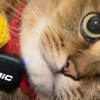 『ミニマイク』で猫のゴロゴロ音を録ろうとしたら…『予想外の展開』に笑ってしまう人が続出「最高にかわいいｗｗ」「フガフガありがたいｗ」
