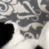床で気持ちよさそうに眠っていた猫→隣を見ると『ぬいぐるみ』が置いてあって…あまりにも可愛すぎる瞬間に「最高ｗ」「お見事ｗ」と反響