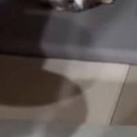 『1匹でお留守番していたネコ』→寂しがってると思い、急いで帰宅した結果…完全に予想外な光景に「可愛すぎるｗ」と反響