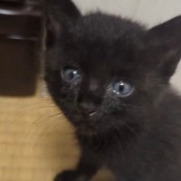 ケガと猫風邪でボロボロになっていたところを保護された子猫…『1年間の記録』に感動の声「出会えてよかった」「いっぱい幸せになってね」