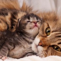 野良猫がホテルの客室で出産！　宿泊中の親子が見守るなか、３匹の赤ちゃん猫が無事誕生　　スペイン