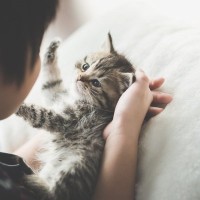 「6歳以下の子どもは猫を虐待する傾向がある」　ショッキングなデータを受けて、保護団体が防止キャンペーンを展開中　英国