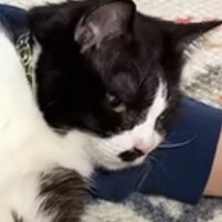 抱っこ好きのただの甘えん坊猫が『距離感バグり系猫』になるまで…『2年間の軌跡』に「どんどん進化してて笑うｗ」「命の恩人だもんね」