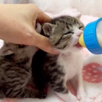 早くミルクが飲みたい子猫と『絶対に譲りたくない子猫』…可愛すぎる『攻防戦』が35万再生「めちゃめちゃ癒される」「ずっと見ていられる」