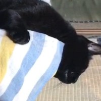 『ソファでだらけている黒猫』を見守っていたら…まさかの展開に爆笑の声「油断しすぎで笑った」「猫って思ってる以上に長いｗ」と25万再生