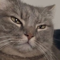 パパと一緒に『ベッドでくつろぎ始めた猫』→手を目の前に出されると…尊すぎる光景に「マジ愛おしい」「キュンキュンするわ」と悶絶の声続出