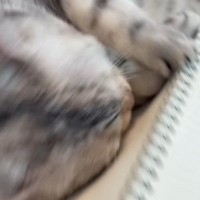 英語の勉強をしようとノートを広げたら…『甘えん坊な猫』がとった行動に「勉強は無理だね」「ノート気持ち良いニャｗ」の声