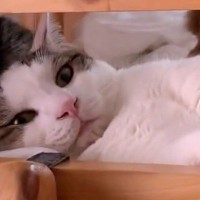 ベッドの掃除をしたいママ→猫が全然退いてくれなくて…『爆笑のやりとり』が81万再生「鋼の意志を感じる」「何回見てもオモロイｗｗ」