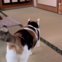 母が帰ってきたことに気づいた三毛猫…あまりにも尊い『熱烈なお出迎え』が88万再生「ぽてぽて歩く姿がたまらない」「何とも愛らしいｗ」
