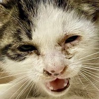 車のボンネットの中にいた『ボロボロの子猫』→保護されて10日後…驚きの変化に「まるで別猫」「大切にされると変わるんだね」と反響