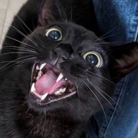 大好きなペットシッターと『再会』した猫→夢中になって遊んでいると……「喜びが伝わってくるｗｗ」「躍動感がステキ」と15万表示の反響