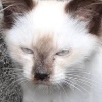 野良時代は『険しい表情』をしていた2匹の猫→保護された現在…想像を超える『変化』に驚きの声「顔つきが全然違う」「もはやアイドル」