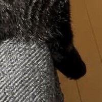 朝起きて『ソファ』を見たら…飼い主が思わず撮影した『猫の様子』に「可愛い座り方ｗ」「金持ちの家にある絨毯ｗ」と笑う人が続出