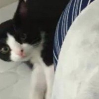 『確実に寝不足の原因ｗ』ベッドで寝ていると、『子猫たち』が集まってきて…まさかの光景に「守られているｗ」「一緒に寝たいんだねｗ」