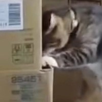 ダンボールを見つめる猫→突然立ち上がったと思ったら…ペットカメラが捉えた『まさかの光景』に「えーー！すごーい」「声出して笑ったｗ」