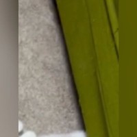 ソファの下で遊んでいた子猫、ふと様子を見に行ったら…とんでもなく『尊い光景』が59万再生「天使だよねｗ」「可愛いがすぎるっ」と悶絶の声