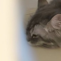 『猫を飼っていて嬉しい瞬間』をSNSに投稿したら…698万表示された尊い光景に「可愛くて涙が出てくる」「分かりみが深すぎる」の声
