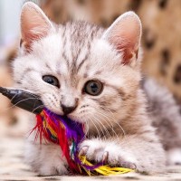 子猫を迎えるなら『準備すべきアイテム』7選　活用できるシーンや備えておきたい理由