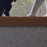 おばあちゃんの家にやってきた『小さな子猫』→隣には先輩猫がいて…『優しい光景』に「なんだか泣けてくる」「とっても素敵」と26万表示