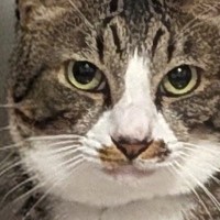 キリっとした表情でカメラを見つめる猫→『後ろ』をよく見たら…まさかの光景に2万5000いいね「見破れまい」「背後霊に見える」