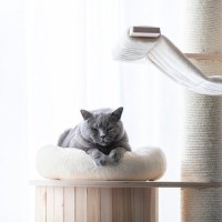 『マンション暮らし』でも迎えやすい猫種5選　性格の傾向やそれぞれの特徴もご紹介