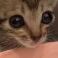 初めて水を飲む保護子猫→『表情』が変化して…一生懸命な様子が可愛すぎると76万再生「あまりに尊くて涙が出た」「本当に愛おしい」