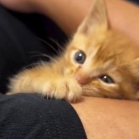 車の運転中、『道路に飛び出してきた子猫』を保護…1年間の成長記録にほっこりする人が続出「たまら～～～ん」「幸せそうで何より」