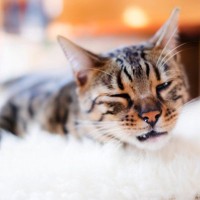 猫の『声に異変』があるときに考えられる原因4つ　病院に連れて行くべき？異常が起きているサインとは