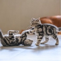 『社会化期の子猫』に慣れさせておくべきこと3選　性格形成にも影響が？大切な時期とされるワケ