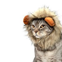 猫と『ネコ科動物』の似ている点や違う点3つ　体のつくりや生態などそれぞれの特徴をご紹介