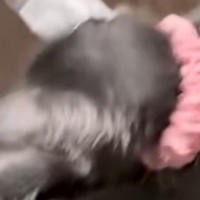 夢中になって『紐』で遊んでいた2匹の子猫…思わず笑ってしまう光景に「なんて幸せなｗ」「楽しいジャングルジムにゃｗ」と反響