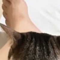 連休中、娘が久しぶりに帰ってきた結果…猫たちが見せた『可愛すぎる行動』に「帰りたくなくなっちゃいそう」「幸せ時間ｗ」とSNSで話題