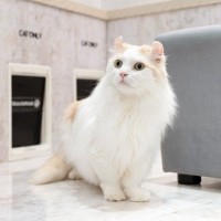 『大きくならない』傾向にある小さめな猫種4選　種類ごとの特徴や飼育のコツも解説