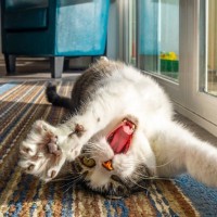 猫が『楽しい』と感じているサイン5つ　見られがちな場面や満足させる方法も