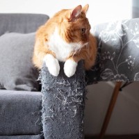 猫との生活で必要な『家具を守る』方法5選　傷んでしまう理由や起こりうるトラブル