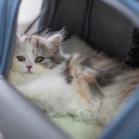 猫と一緒に『バスに乗る』ときに気を付けたい注意点3つ　必要になる準備や知っておくべきルールも