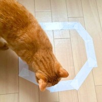 猫が入らずにはいられない『猫転送装置』って何？　思わず寄ってくる理由や心理を解説