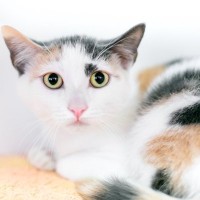 猫がリラックスできていない『生活環境』3つの特徴　すぐに見直すべき理由や改善ポイント