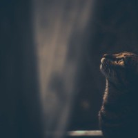 猫が『夜行性』だと勘違いされやすい理由4つ　実際の生活リズムや習性に関する知識