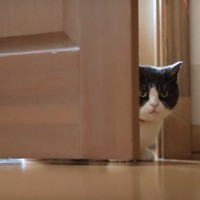 猫が『家族の外出』に気付ける理由4選　見抜かれているのはなぜ？接し方のポイントも