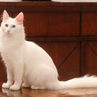 『王族』の元で飼われていた猫種3選　それぞれの特徴や選ばれた理由もご紹介