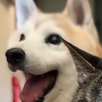 ニコニコ笑顔で座る犬→目の前の『猫の表情』を見ると…対照的すぎる2匹の様子に11万いいね「犬すぎるし猫すぎる」「吹き出しそうになった」