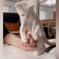 勉強中のお兄ちゃんに『かまってアピール』をする子猫…微笑ましすぎる『攻防戦』に「かわいいおじゃま虫ｗ」「勉強どころじゃないｗ」