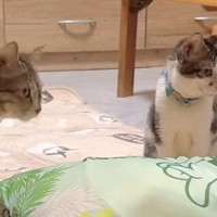 リビングに布団を敷いて仮眠…のはずが、猫たちが集まってきて…『とんでもない状況』に「凄いことになるね」「おもしろいｗ」と反響