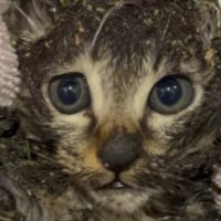 道端にうずくまる『ベタベタに汚れた子猫』を保護…1時間半の応急処置の様子に感動の声「よく頑張った！」「奇跡の子だと思う」と15万いいね