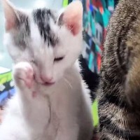 『保護した子猫』を家に連れて帰ったら…先住猫が見せた『まさかの行動』に「なんて尊いんだろう」「優しさは繋がる」と23万表示