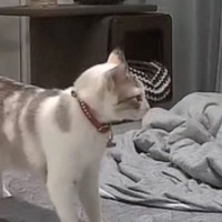 近づいてきた猫→飼い主に向かって突然『ハッハーン』と…『驚きの瞬間』が56万再生「主の反応までかわいい」「想像以上に言ってるｗｗ」