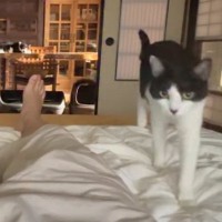 布団で寝ていると猫がやってきて…遠慮のかけらもない『まさかの行動』に「幸せでしかないｗ」「ものすごい交通量ｗ」と笑う人が続出